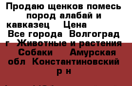 Продаю щенков помесь пород алабай и кавказец. › Цена ­ 1 500 - Все города, Волгоград г. Животные и растения » Собаки   . Амурская обл.,Константиновский р-н